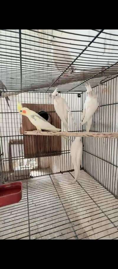 cocktail breeder pairs available