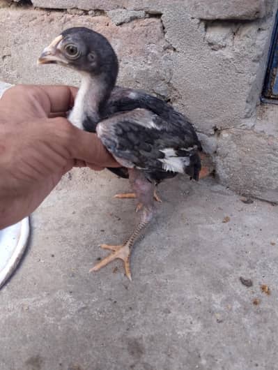 pure aseel chicks mushki madi  03175088407