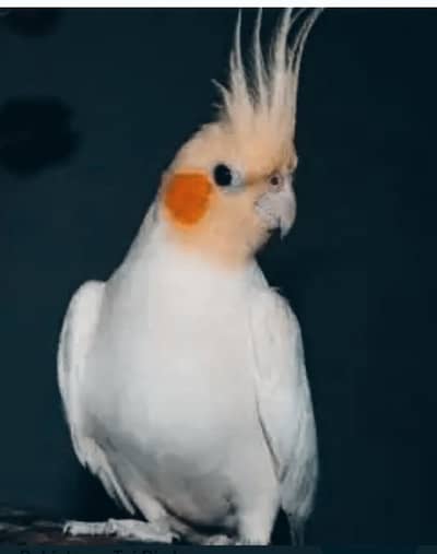 cocktail breeder mape