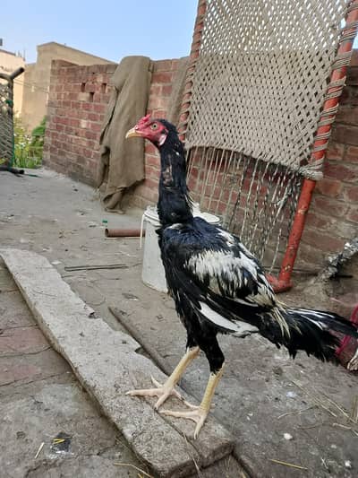 Assel Murga For Sale Jawa hai hor sath me Red Wala Pakistani Assel hai