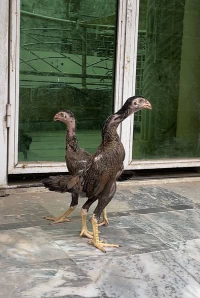 Swing Neck Shamo pair