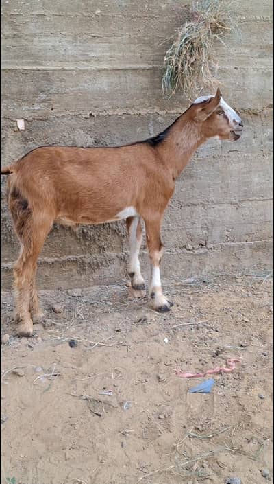 goat baby or goat for sell urgent