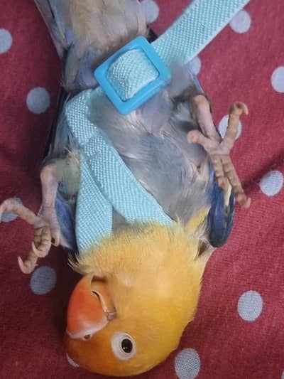 very cute fly tame hand tame lovebird
