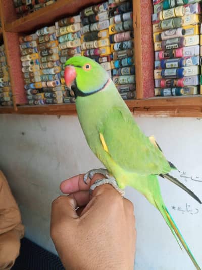 green beautiful parrot