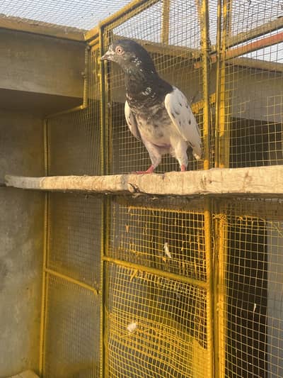 High flyers pigeons for sale
