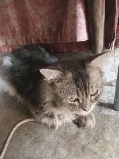 percian cat for sale Male