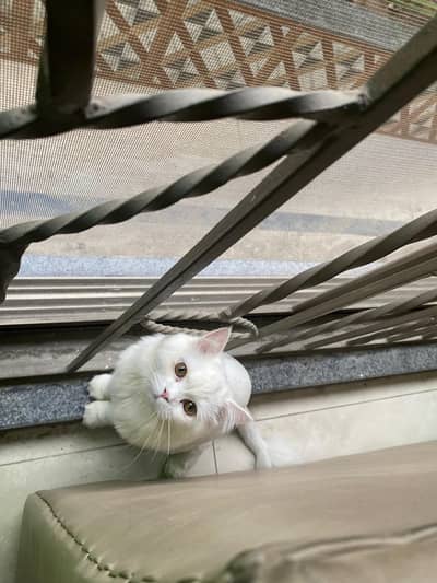 white persian male