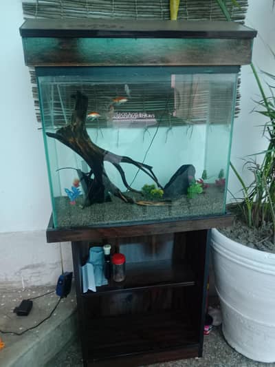 two type fish light aquarium