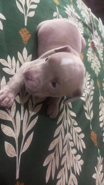 Pitbull stud and puppies available