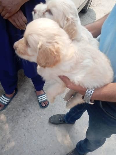 beautiful labra Doodle male and female two month babies are available