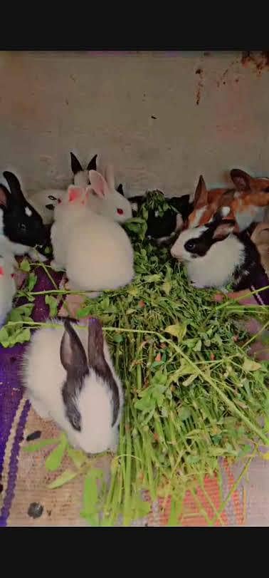 RABBITS 0