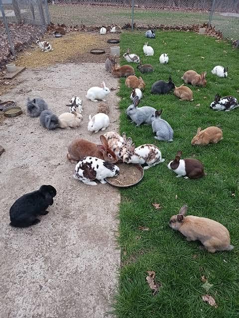 RABBITS 2