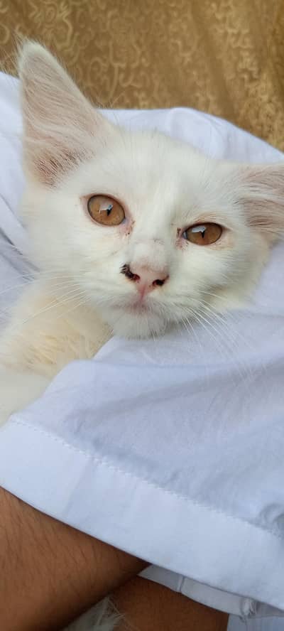 ‎White Persian Kitten - 8 Weeks Old - Cute & Playful - Urgent Sale