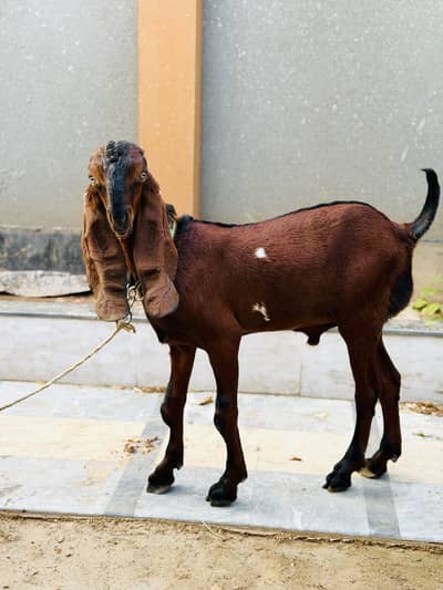 Brown Nagra or black beetal nasal 2  bakre for sale goats for sale
