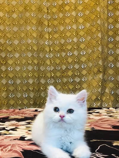 Punch face female kitten