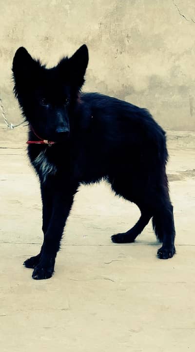 pink pedigree