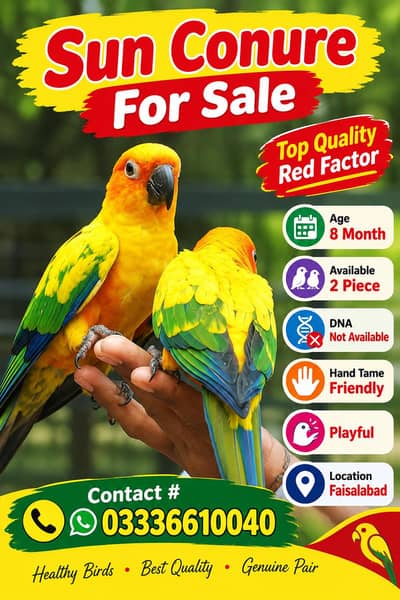Sun Conure high red factor quality