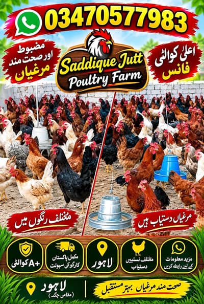 golden misri / desi hens / golden misri anday / age 4 month / 900 gram
