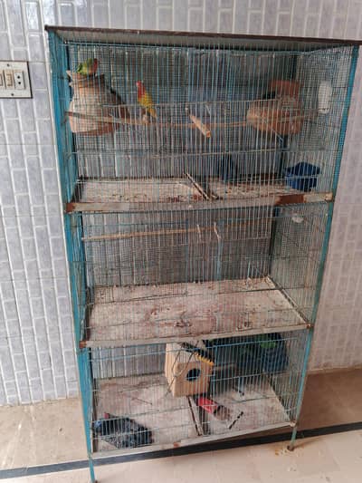 parrot with cage