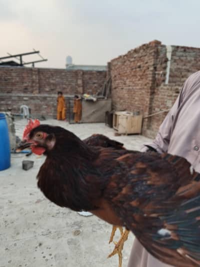 RIR Heritage Rooster for Sale 3