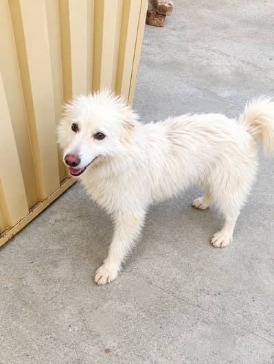 Russian Dog