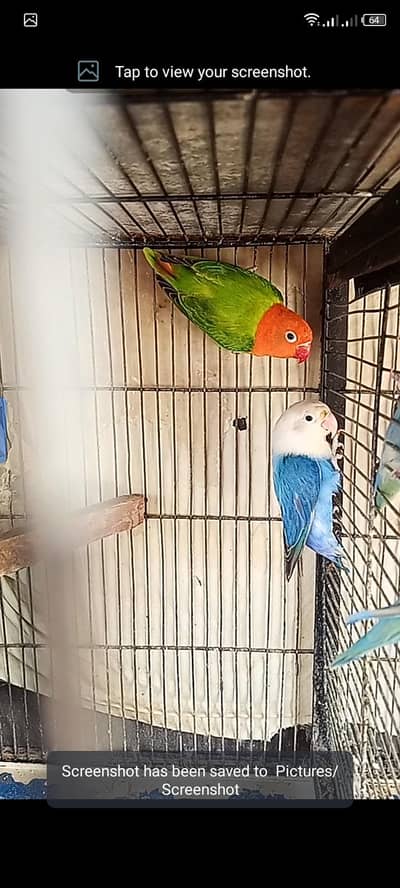 opline pair , and cage forsell