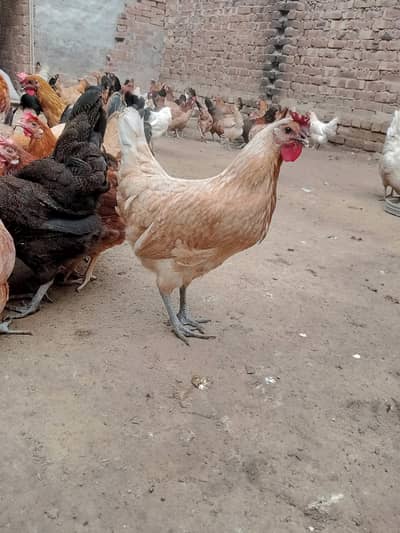 golden misri / desi hens / golden misri anday / age 4 month / 900 gram