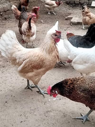 golden misri / desi hens / golden misri anday / age 4 month / 900 gram