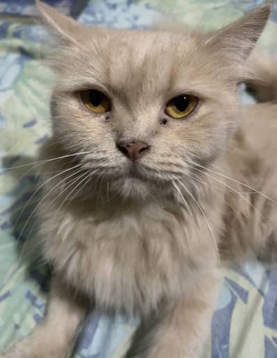 Persian cat