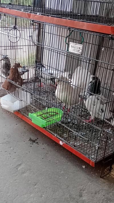 breeder pair