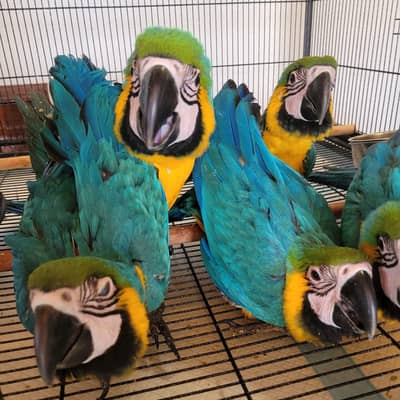 blue Macau parrot chicks for sale 03243416925