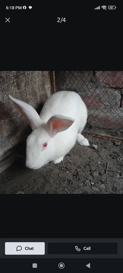 Newszealand Rabbit male