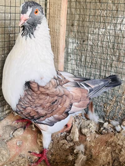 King Modena pigeon King pigeon King kabutar