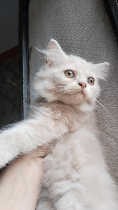 Persian Kitten For Sale