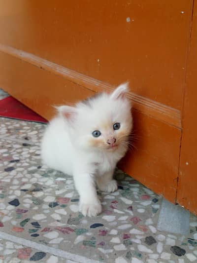 Beautiful Healthy Persian Kittens
