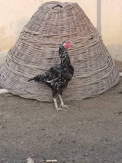 Sindhi aseel female