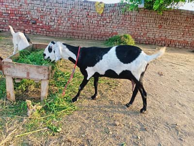 doggli bakri