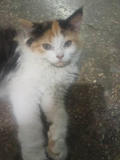 Cute Persian Kitten for Sale – Beautiful Calico Color