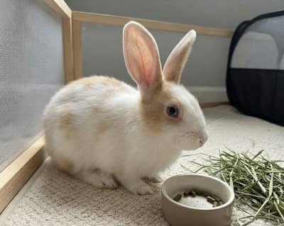 Cute Broken-Pattern Baby Bunny for Sale
