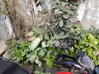 Different Plants for Sale