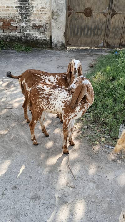Makhi Cheeni Female Bakri | 8 Months | Goat | 47,000