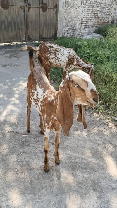 Makhi Cheeni Female Bakri | 8 Months | Goat | 45,000