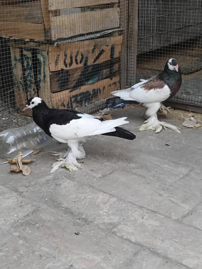 top quality gubara pair available for sale