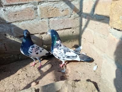 pigeon