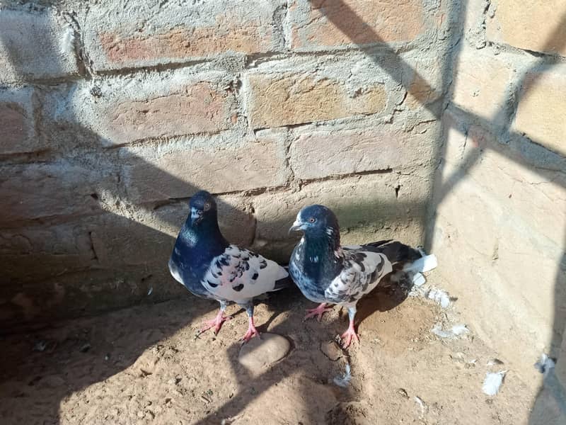 pigeon 1