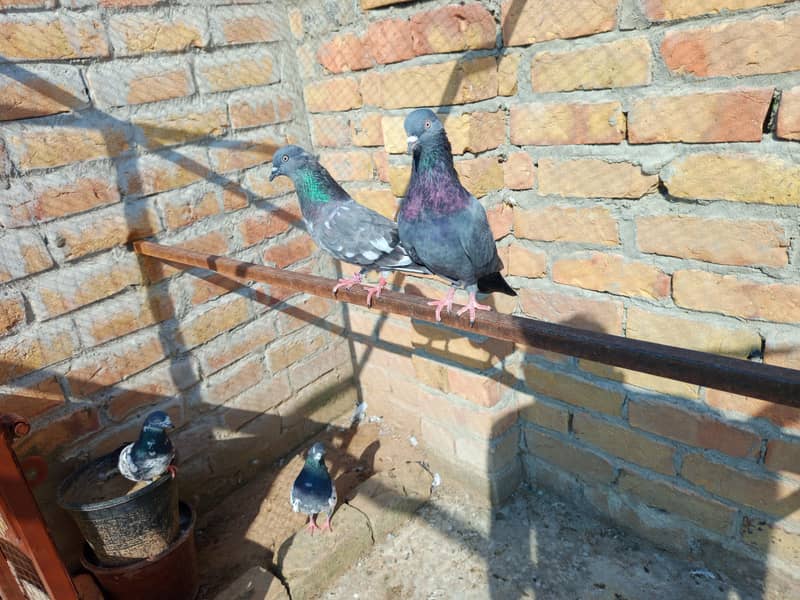 pigeon 2