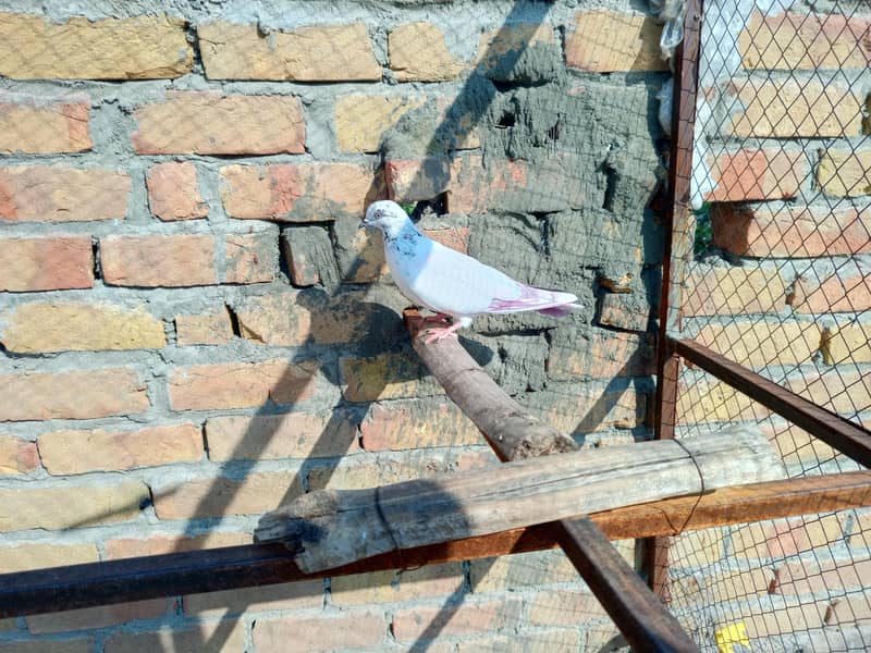 pigeon 3