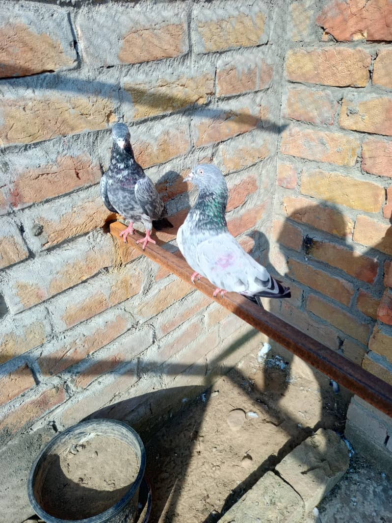 pigeon 4