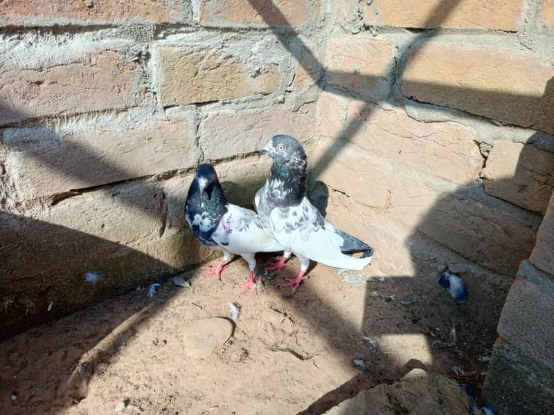 pigeon 5