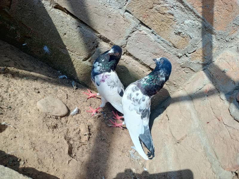 pigeon 6